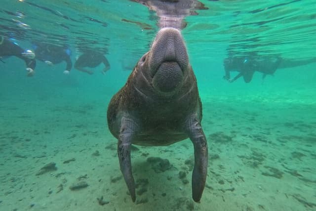 All-inclusive 6-person Manatee Swim Tour with Free Photos