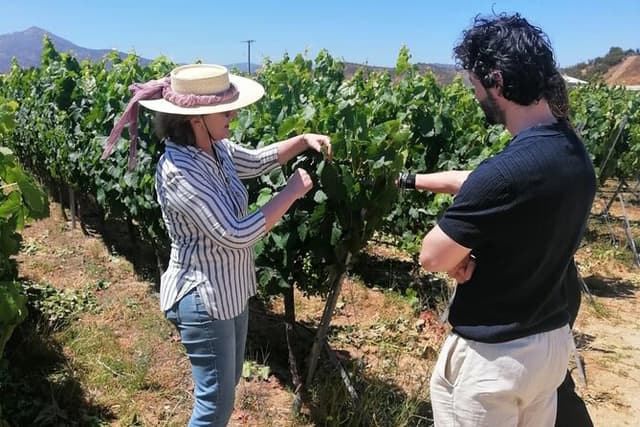 Casablanca-Valley-Organic-Wine-tour