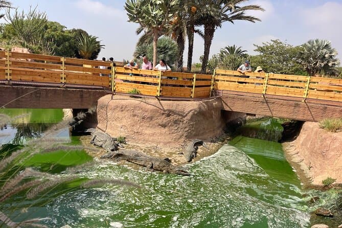 Best Agadir Tour: Crocoparc & Tree-Climbing Goats Experience