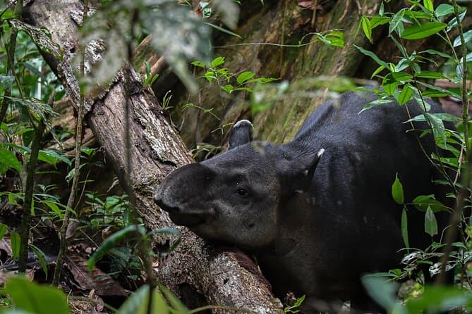 Best Corcovado National Park Adventures from Quepos
