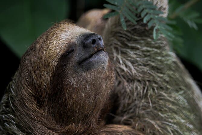 Arenal Sloth Tour
