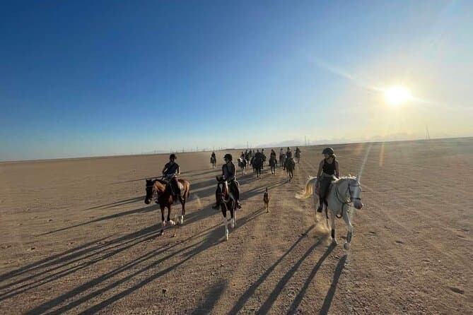 Compare Top-Rated Horseback Tours in Sharm