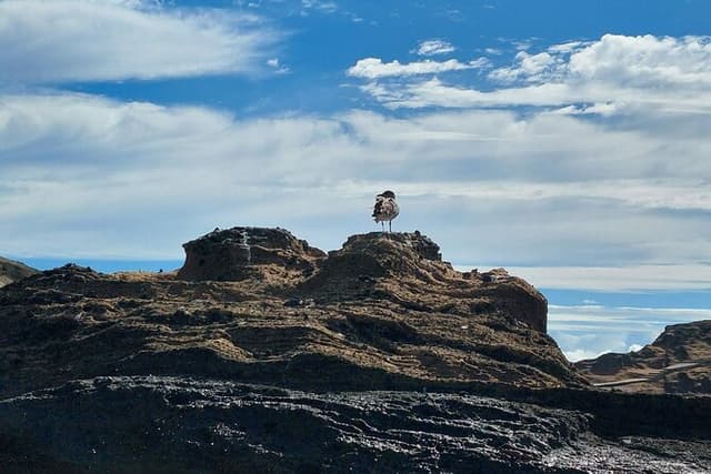 Villa Franca do Campo Bird Observation & Islet Tour