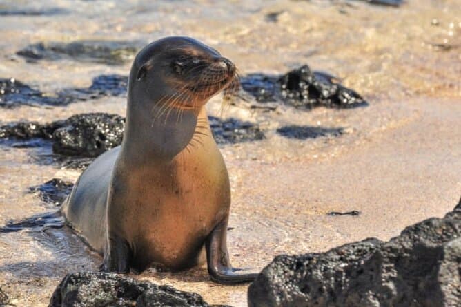 Baltra Galapagos Island Hopping: See Wildlife Up Close