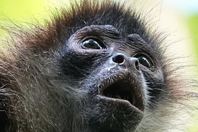 Puerto Jimenez: Sunset Wildlife Tour (3PM Afternoon Expereince)