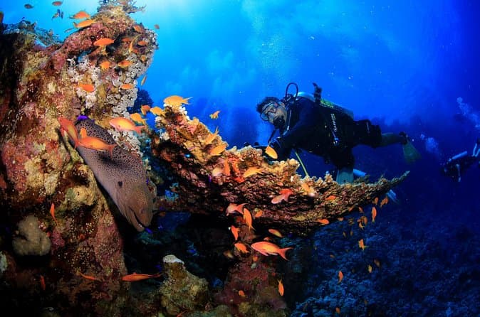 Compare Best Red Sea Diving Tours in Sharm el Sheikh