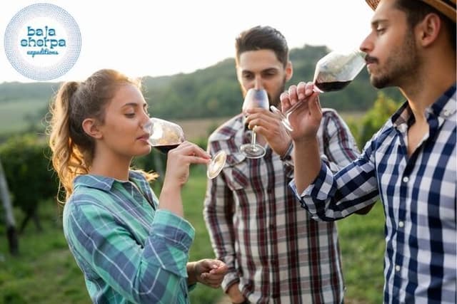 Private Deluxe Wine Tour to Valle de Guadalupe by Luxury Vehicle