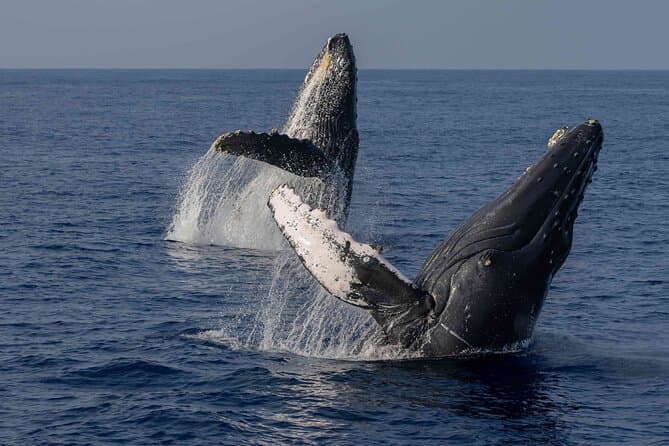 Unforgettable Humpback Whale Tours in Kona, Hawaii