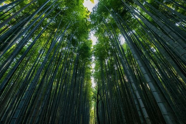 Explore Kyoto in Style: Temples, Shrines & Cultural Highlights