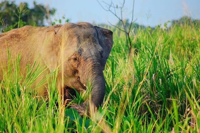 Hurulu Eco Park Jeep Safari [private,full package]