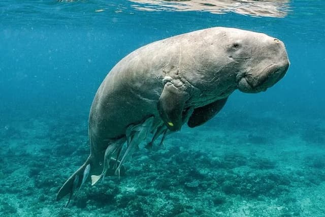 Coron Group Dugong and Turtle Watching with Lunch
