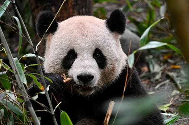 Chengdu Panda Park Bus Tour with Option Leshan Giant Buddha