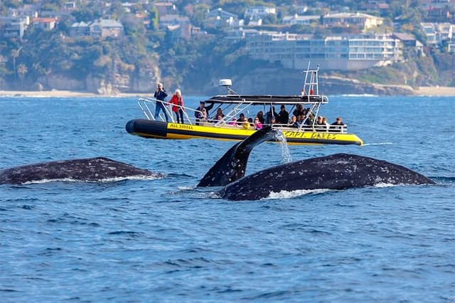 Up-Close Dolphin & Whale Watching Zodiac Adventure in Dana Point