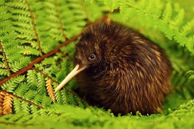 **Popular Cruiseship Tour** - Total Kiwi Experience!