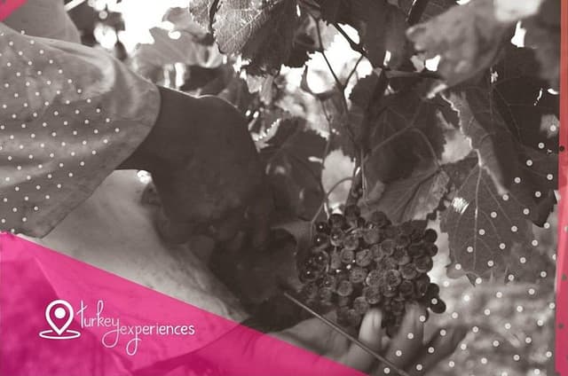 Bodrum’s Blue & Red : Underwater Museum & Karnas Vineyards Tour