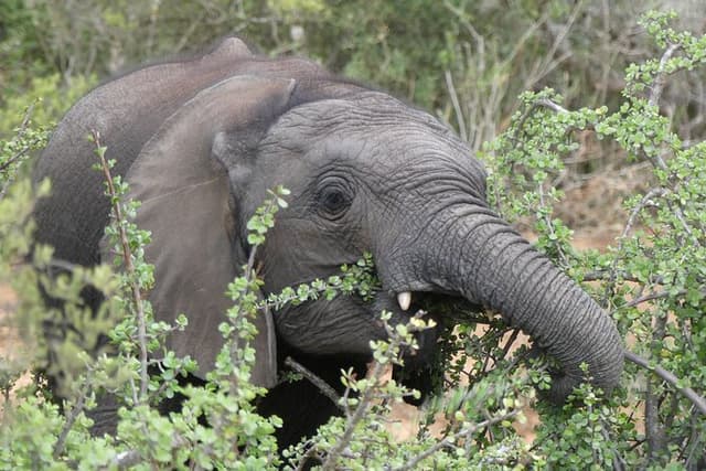 Cape Town- 3 Days Sanbona Luxury Safari Tour