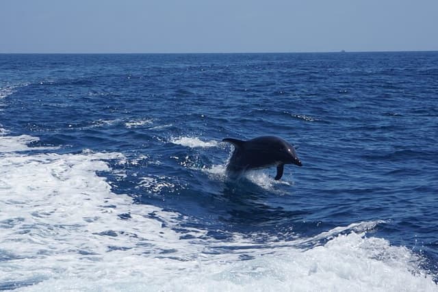 Dolphin and Sea Lion Tour of Catalina Island