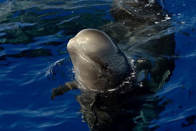 Guaranteed Dolphin and Whale Watch