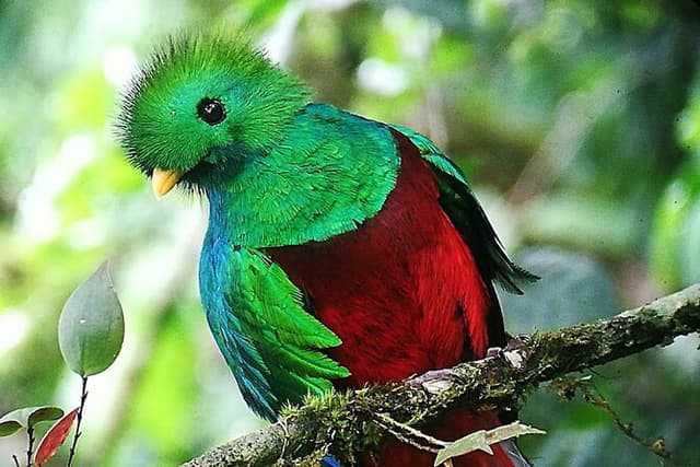 Monteverde treetops Cloud Forest Birdwatching tour
