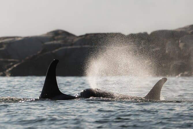 Victoria Marine Wildlife Tour