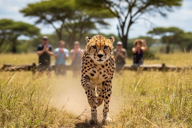 Compare Top A.V.D Cheetah Tours in Joburg