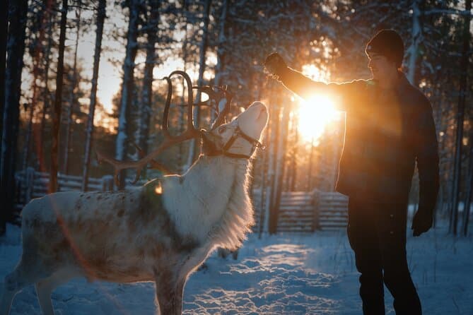 Authentic Reindeer Sledding Adventures in Levi