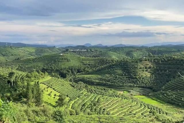 Puer Tea Picking and Tasting Morning Trip