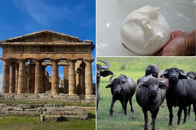 Paestum, Buffalo Mozzarella tasting & light lunch Private Tour
