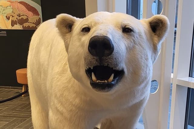 Guided Polar Bear Walk incl. Polaria & Polar Museum