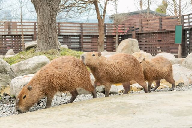 Yilan Animal Farm, Boba Tea Museum & Night Market Day Tour