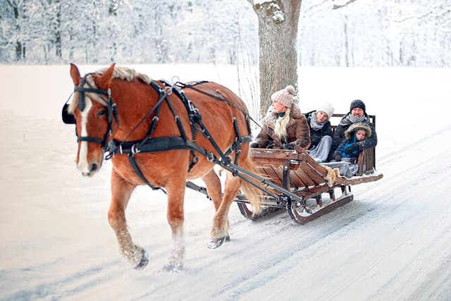 Private Horse-Drawn Sleigh Adventures