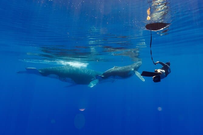 Best Humpback Whale Watching in Papeete