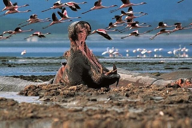 2 Day Rift Valley Birding Safari Naivasha Nakuru Baringo Bogoria