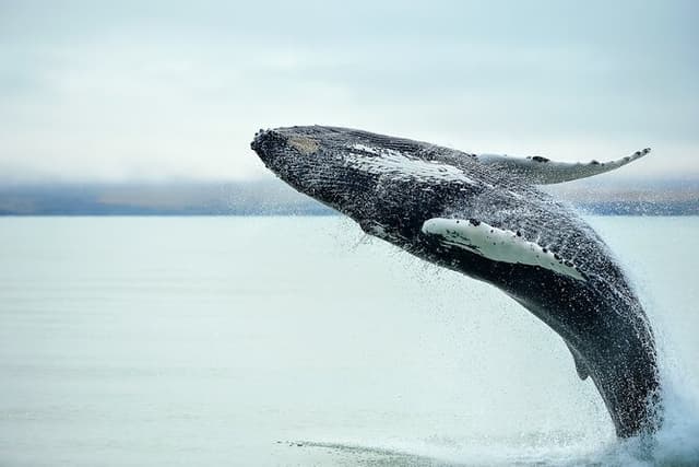 Kaikōura Whale Watch Tour from Christchurch - Small Group