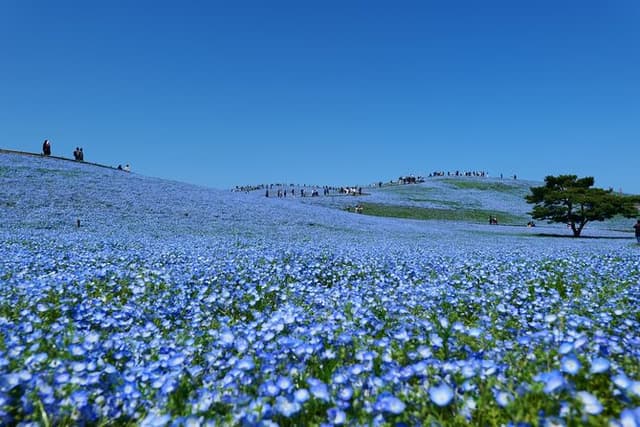 Hitachi Seaside Park and Mito Highlights Tour