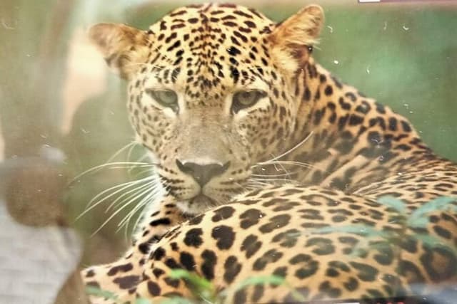 Yala National Park Safari from Hambantota Port