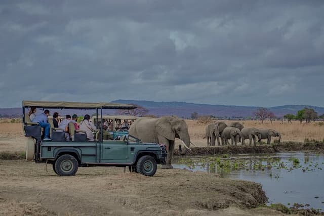 1 Day Mikumi Fly In Safari From Zanzibar to the Heart of the Wild