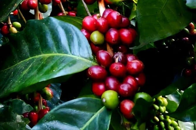 Best Minca Coffee & Cocoa Tours Santa Marta