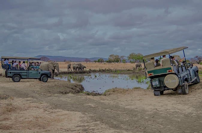 Best Mikumi National Park Day Trips & Safaris