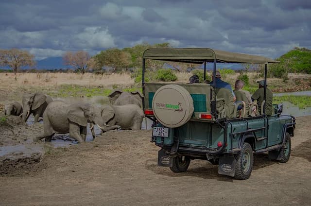 Mikumi Safari Tour: Day Trip Return Flight From Zanzibar