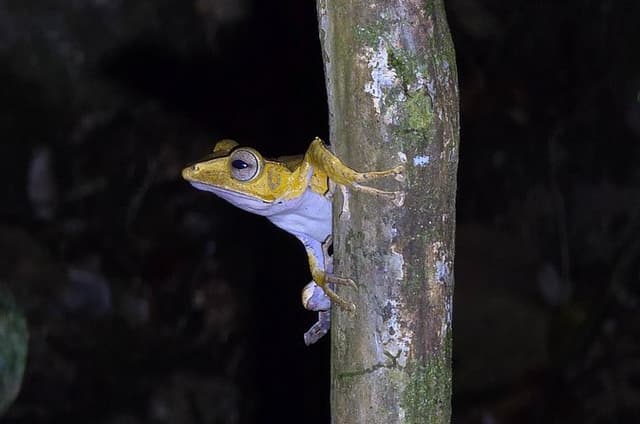 Kubah Night Walk : Frogging & Nocturnal Wildlife Experience