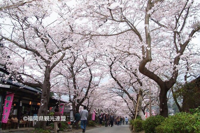 Compare Best Sakura Bus Tours in Fukuoka