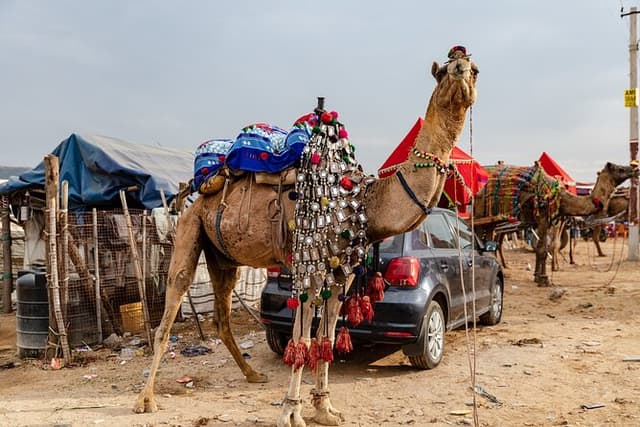 Jaipur to Ajmer and Pushkar Full-Day Excursion