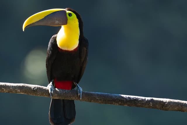 Mindo Bird Photography Experience | Ecuador Birds