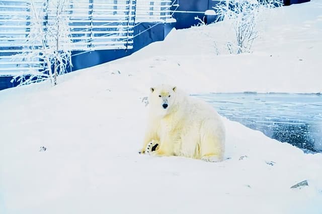 Rovaniemi: Ranua Arctic Wildlife Zoo Park Tour & Hot BBQ lunch