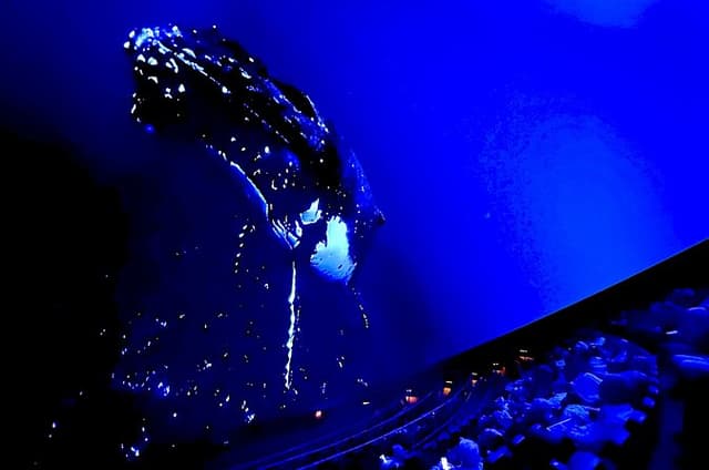 Sounds of the Ocean: The Immersive Experience - Tampa