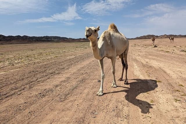 Guided Full-Day Hike in Wadi Gemal National Park & Ancient Ruins