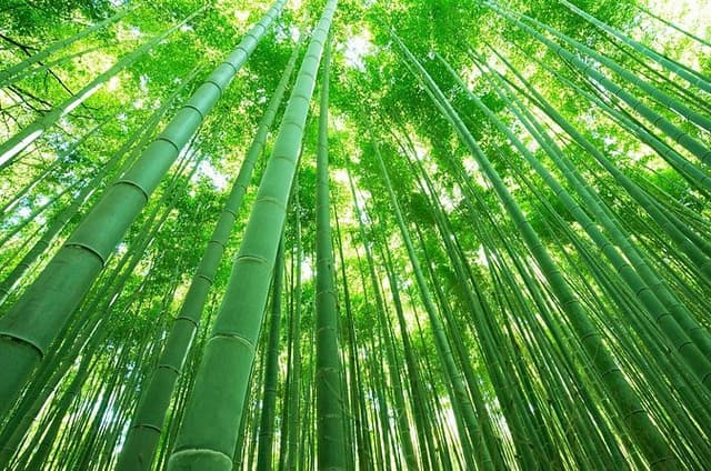 Kyoto Arashiyama Walking Tour: Sagano Bamboo Grove & Tenryu-ji