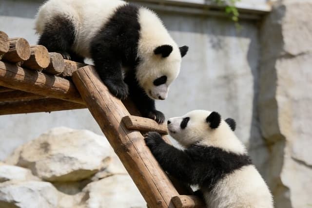 Beijing Private Tour to Temple of Heaven, Panda House and Summer Palace