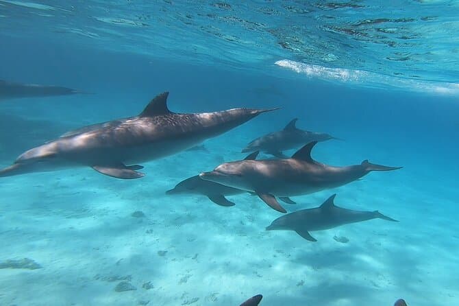 Magawish Island Boat Trip: Best Hurghada Day Tour